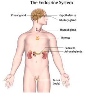 Affects Endocrine System