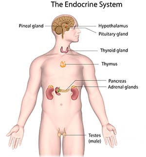 endocrine-system300-2