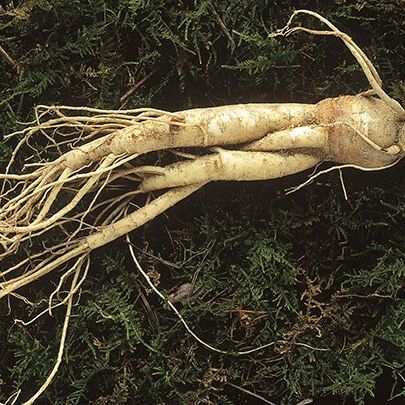 panax-ginseng-boosts-testosterone panax-ginseng-boosts-testosterone