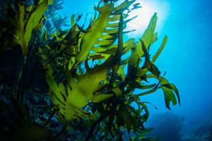 Iodine from Sea Kelp Next Level Superfoods Multivitamin